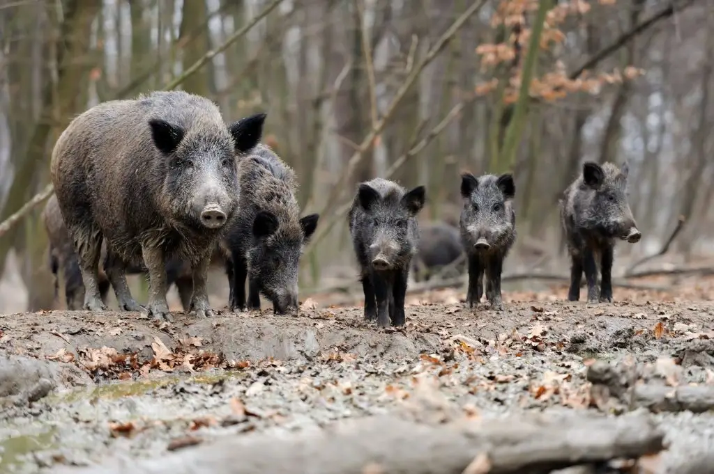 Dziki - Okoliczne zwierzęta leśne w Camp-KAJAKOWO